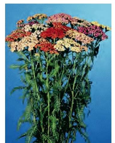 ACHILLEA HYB.F.2 SUMMER PASTEL 1000 semi